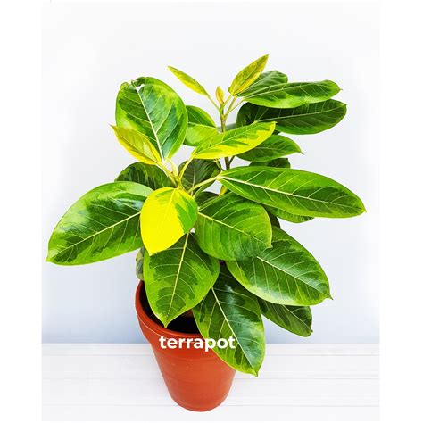 Jual Tanaman Hias Ficus Elastica Variegata Golden Karet Kebo Shopee