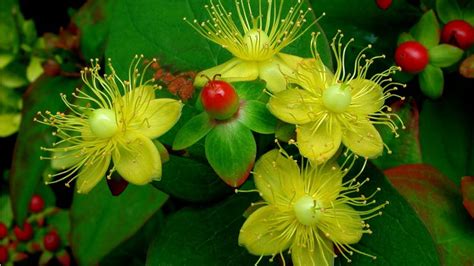 blooming flowers images  high resolution duul wallpaper