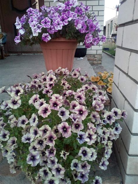 Хотите получить красивые кашпо с ампельной петунией? Обеспечьте ей эти ...