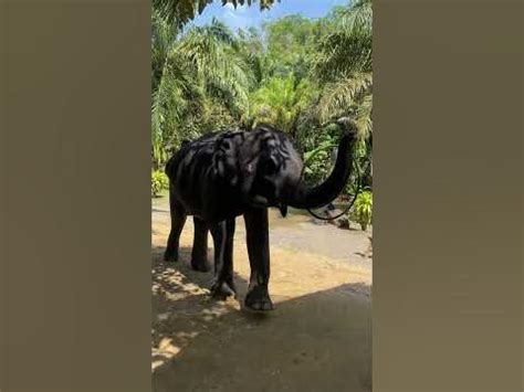 Слоны вблизи, слышали как кричат слоны? 🐘 #слон #тайланд #цирк - YouTube