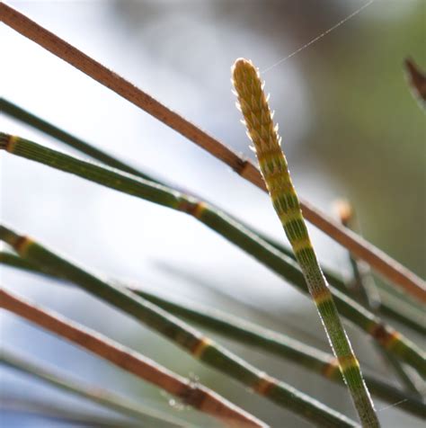 Black Oak leaves • Flinders Ranges Field Naturalists