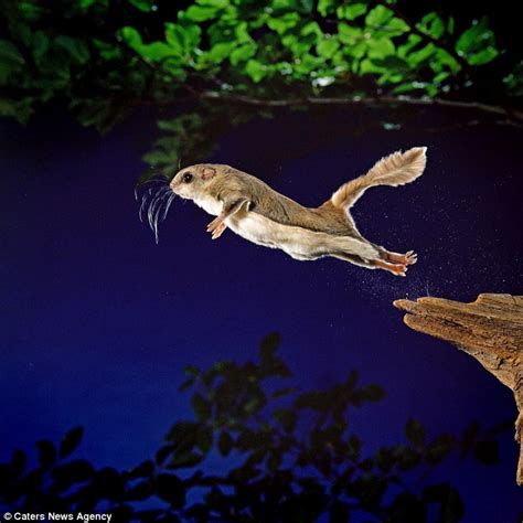 Incredible Images Show Flying Squirrel Leaping 150 Feet Through Night