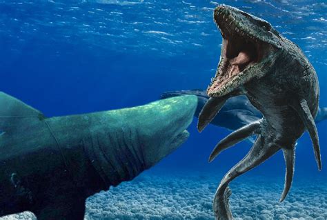 Mosasaurus Vs Megalodon: Who Would Win In A Fight? A-Z, 54% OFF