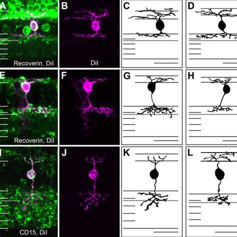 A Rhodopsin Staining Of Rod Photoreceptor Outer Segments B M Opsin