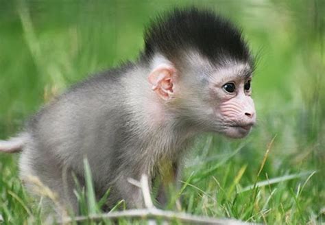 It’s a Girl! Tanganyika Wildlife Park Welcomes a Baby Mandrill