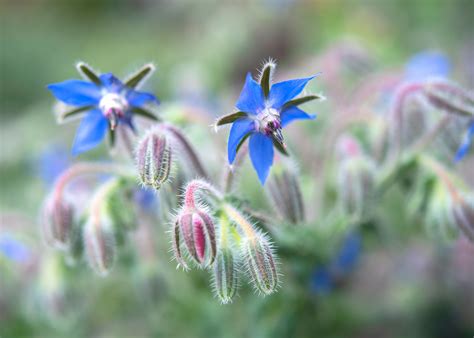 18 Plants That Repel Insects