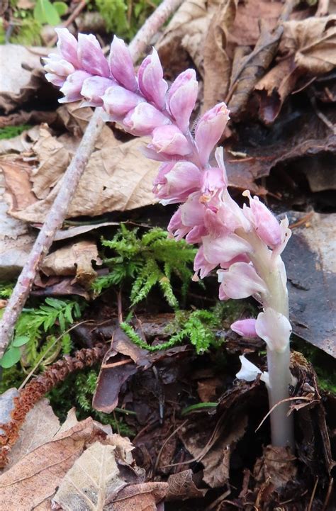 Photo Toothwort Lathraea Squamaria Observation Org