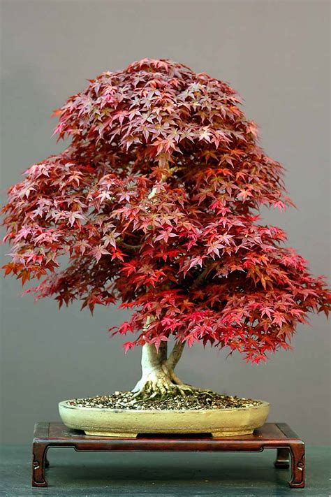 Japanese Maple Tree Pictures