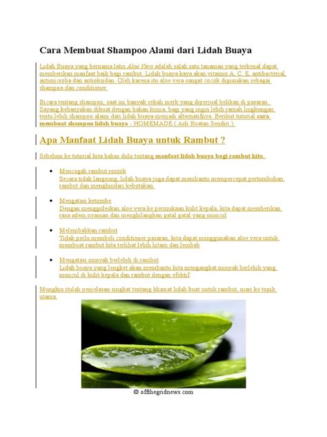 Cara Membuat Shampoo Alami Dari Lidah Buaya Pdf