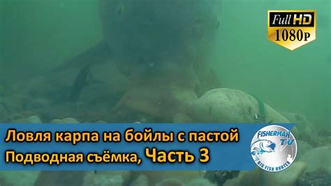 Ловля карпа на бойлы с пастой. Подводная съёмка, Часть 3 - YouTube