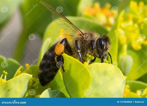 Honey Bee, Pollination Process Stock Photo - Image of death, bloom ...