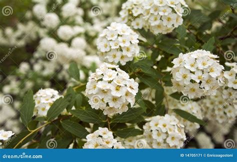 Flor Branca Pequena - Close Up De Uma Flor Branca Pequena Imagem de Stock - Imagem de ...