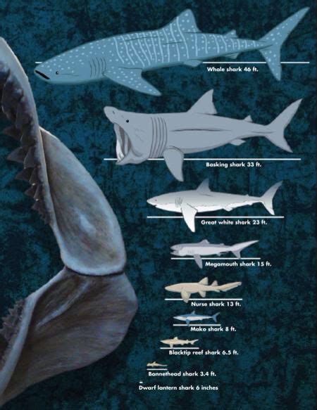 Average shark sizes whale shark basking shark great white shark | Big