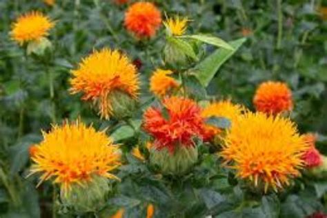 Применение растения сафлор в народной медицине, косметологии, кулинарии