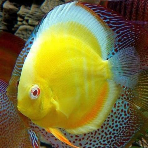 Jual Ikan Discus Golden Golden Discus Discus Kuning Ikan Diskus