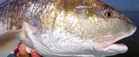 Redtube Porn Is Good The Mission Fly Fishing Magazine