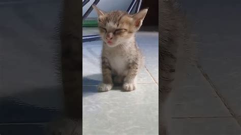 Tired Kitty Can Barely Stand Viralhog Youtube