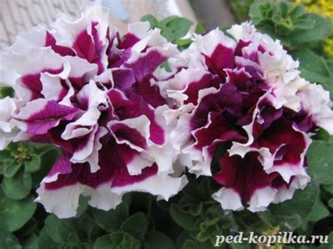 Петунья. петунья в моем саду