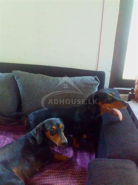 Dachshund Puppies For Sale In Sri Lanka Anything At Your Fingertips
