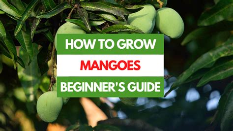 How To Grow Mangoes A Beginner S Guide Gardening Eats