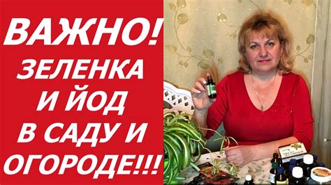 ЗЕЛЕНКА И ЙОД ДЛЯ САДА И ОГОРОДА !!! - YouTube