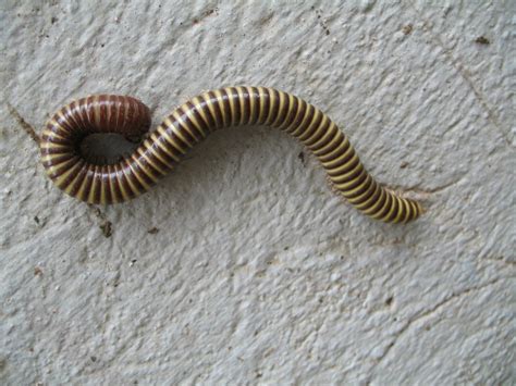 Маленькие полосатые червячки в диване - фото