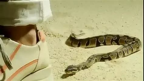 Cleopatra Porn Videos XHamster