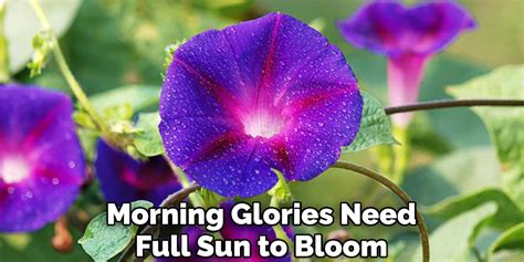 How To Plant Morning Glory In A Hanging Basket 10 Effective Tips