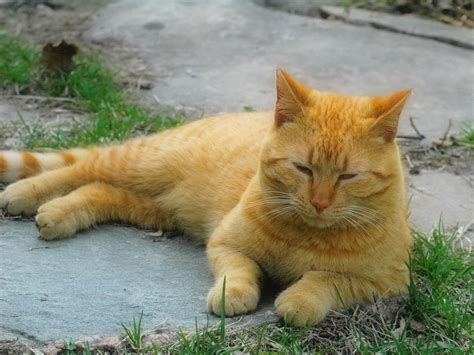 Amor De Amistad Imágenes Y Fotos De Gatitos 11 Elementos Y Algo Más