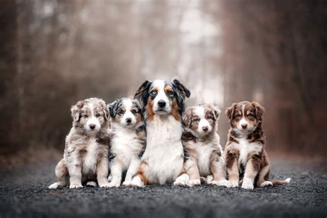 Why Do Dogs Whimper In Their Sleep 6 Vet Verified Reasons Dogster