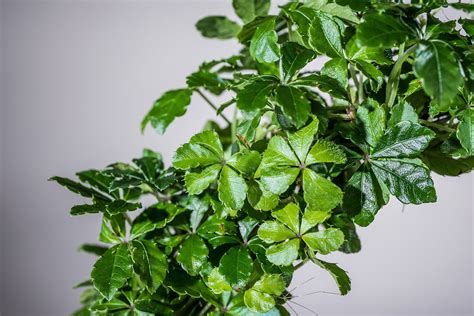 Циссус Виды Фото И Названия – Telegraph