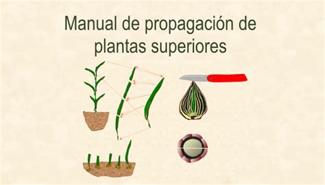 Manual De Propagacion De Plantas Superiores Infoagronomo