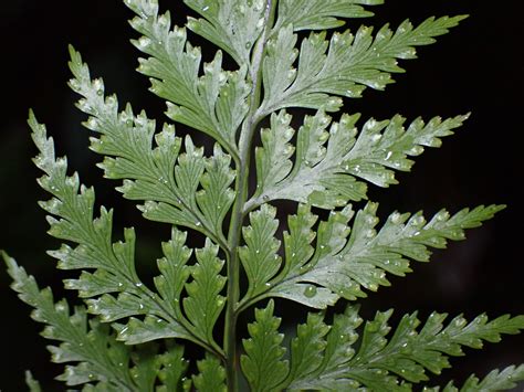 Davallia Denticulata Davalliaceae