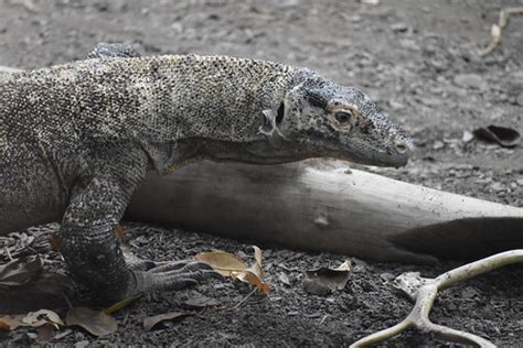Komodo dragon Toronto zoo | Laura Wolf | Flickr