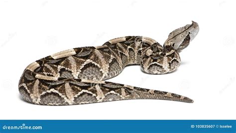 Gaboon Huggorm - Bitisgabonica, Giftig Vit Bakgrund Fotografering för
