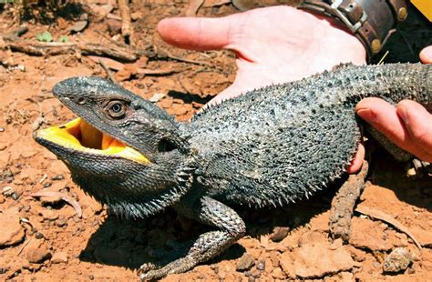 Bearded Dragon In The Wild Finally Caught One Wildanimaltv