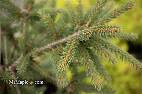 Buy Picea Orientalis Aureospicata Yellow Tipped Caucasian Spruce — Mr