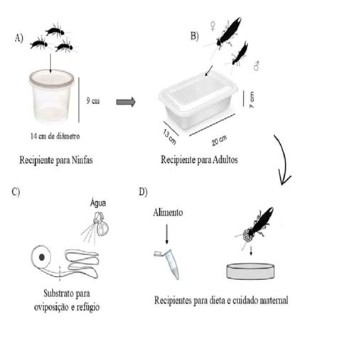 Scheme Of The Rearing Method For Euborellia Annulipes Under Laboratory Download Scientific