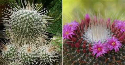 Mammillaria Geminispina Twin Spined Cactus