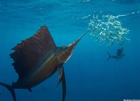 Daftar Harga Ikan Marlin Per Ekor Hari Ini Oktober 2023 - Ruangikan.com