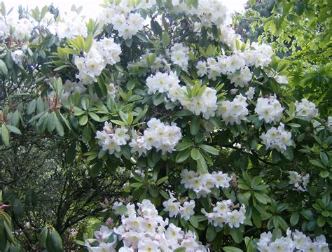 #880498 Rhododendron, Cats, White - Rare Gallery HD Wallpapers