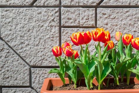 Comment Planter Des Tulipes En Pot Guide Pratique