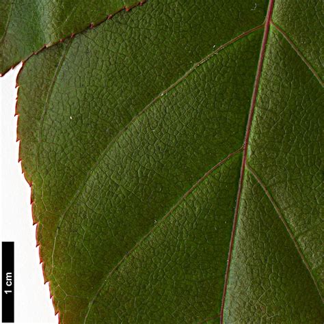 Acer sikkimense - Trees and Shrubs Online