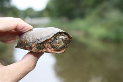 Turtles — Urban Turtle Project