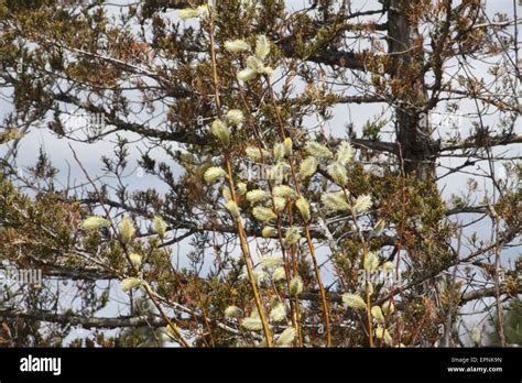 Pussy Willow Catkins American Pussy Willow Salix Discolor Native To Northern North America