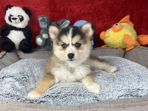 Pomsky Puppies For Sale Long Island Puppies