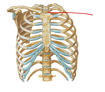 Anatomy Quiz 3 Thorax And Back Flashcards Quizlet