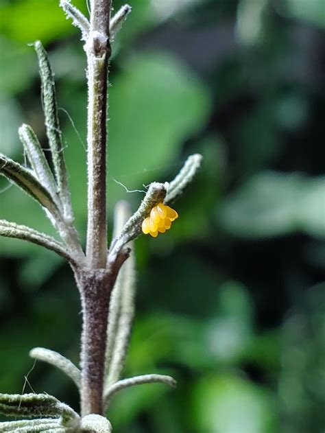 Ladybug eggs! : r/gardening