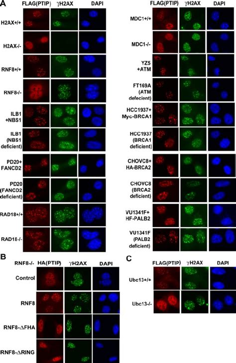 PTIP foci formation depends on H2AX ⅐ MDC1 ⅐ RNF8 but not other DNA