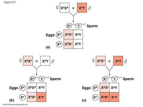 Bio Week Pt Qnd The Chromosomal Basis Of Inheritance